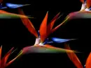 strelitzia