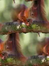 red squirrel