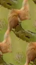 red squirrel