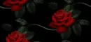 red rosa in black