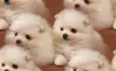 pomeranian puppy