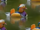 mandarinduck