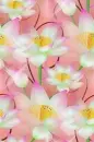 lotus flower