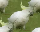 cockatoo