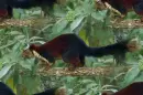 palm squirrel