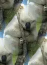 albino koala