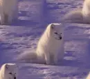 white fox