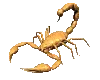 yellow scorpion