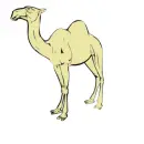 camel