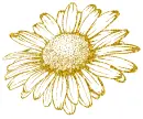 daisy