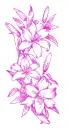 lilies