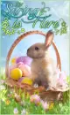 Spring Easter Bunny