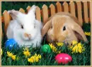 Easter Bunnies