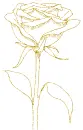 rose