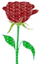 rose