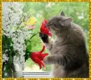 cat