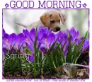 GOOD MORNING.. SPRING, FLOWERS, PURPLE, TEXT
