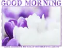 GOOD MORNING, ANYTIME, NATURE, TEXT