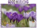 GOOD MORNING.. SPRING, CROCUS, SEASONS, TEXT