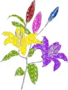 lilies