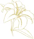 lily