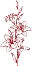 lily