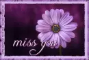miss you, FLOWER, PURPLE, TEXT
