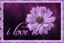 I LOVE IT, FLOWER, NATURE, PURPLE TEXT