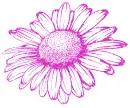 daisy