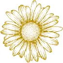 daisy