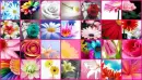flowers collage