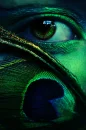 Peacock Eyes