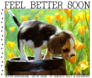 FEEL BETTER SOON, PUPPY, TEXT, ANIMALS