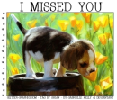 I MISSED YOU, ANIMALS, NATURE, TEXT