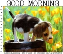 GOOD MORNING, ANIMALS, DOG, NATURE, TEXT