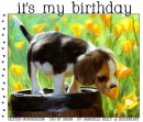 it's my birthday, ANIMALS, PUPPY, NATURE, TEXT