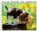 my gg friends are awesome, ANIMALS, TEXT