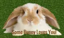 Some Bunny Loves You