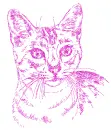 cat