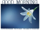 GOOD MORNING, FLOWER, LILY, TEXT