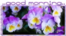GOOD MORNING, FLOWERS, PANSIES, NATURE, TEXT