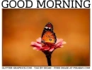 GOOD MORNING, ANIMALS, BUTTERFLY, TEXT