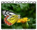 GOOD MORNING, ANIMALS, BUTTERFLY, TEXT