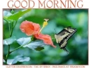 GOOD MORNING, BUTTERFLY, NATURE, TEXT