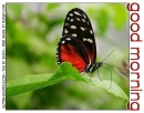 GOOD MORNING, ANIMALS, BUTTERFLY, TEXT