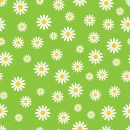 Lime background with Daisies