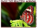 ENJOY THIS BEAUTIFUL MORNING