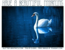HAVE A BEAUTIFUL MORNING, SWAN, TEXT, ANIMALS