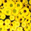 CHRYSANTHEMUM BACKGROUND