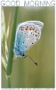GOOD MORNING, BUTTERFLY, GREETINGS, TEXT